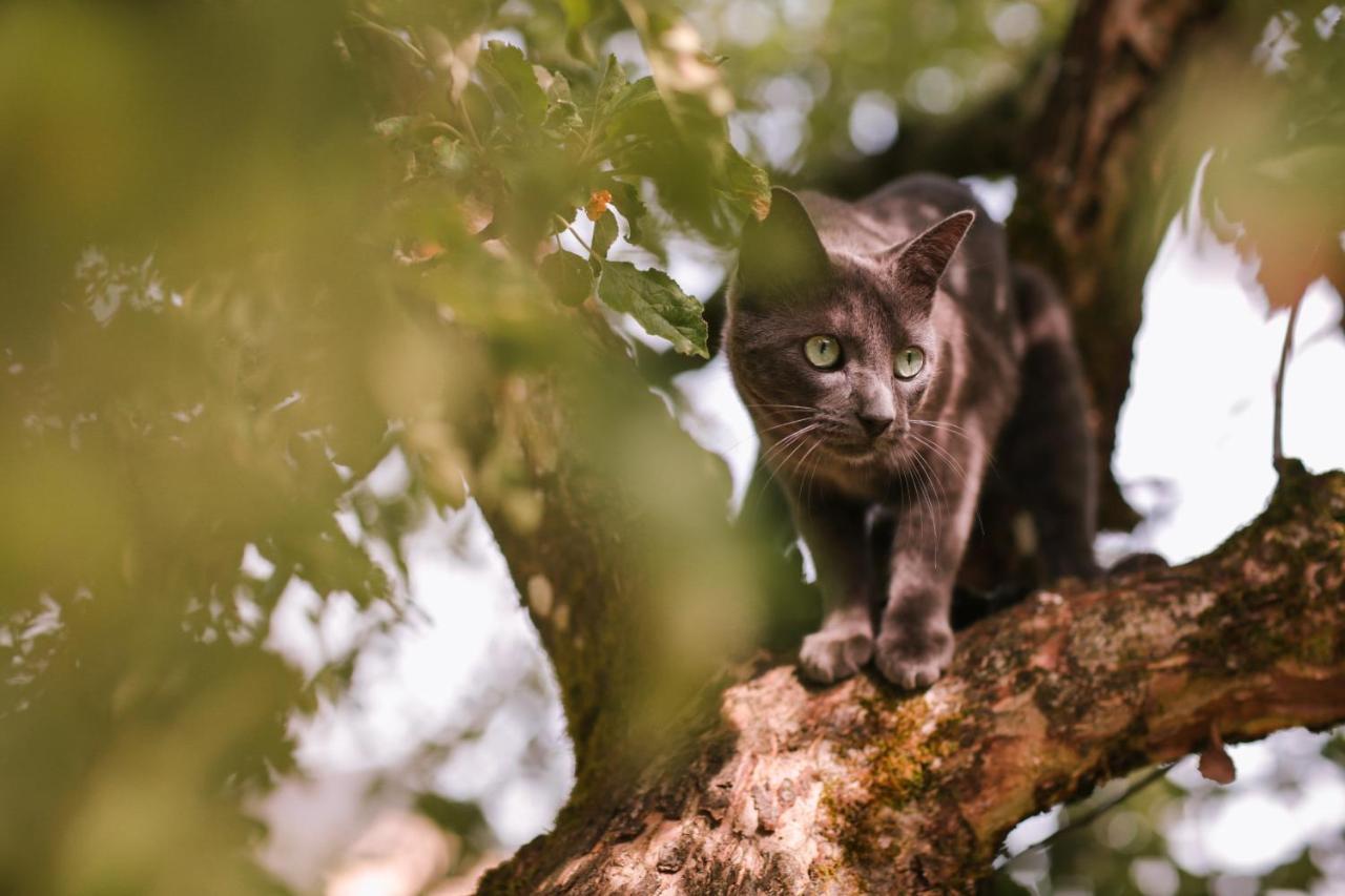Les Chambres Du Chat Sainte-Cecile ภายนอก รูปภาพ